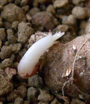 090820pentaphyllum9_2.jpg