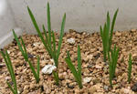090822muscari.jpg