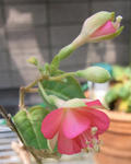 090830fucshia.jpg