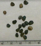090903speciosum.jpg