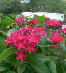 090904pentas.jpg