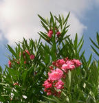 090905kyochikuto.jpg