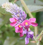 090907kuzu.jpg