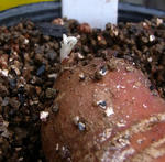 090909pentaphyllum12.jpg