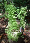 090910pentaphyllum13.jpg