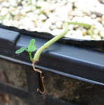 090910pentaphyllum10.jpg