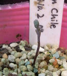 090912polyphyllum2.jpg
