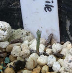 090912polyphyllum3.jpg
