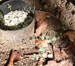 090912polyphyllum10.jpg