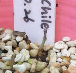 090912polyphyllum13.jpg