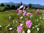 090921cosmos.jpg