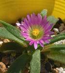 090926delosperma.jpg