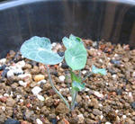 091003koboredane.jpg