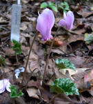 091009cyclamen.jpg