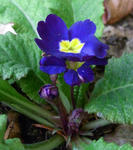 091014primula.jpg