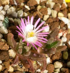 091021delosperma.jpg