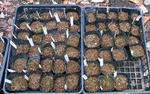 091113germination1.jpg
