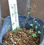 091113germination2.jpg