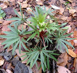 091118hellebo.jpg