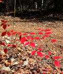 091120blueberry.jpg