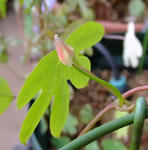 091122smithii.jpg