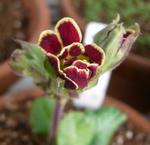 091224primula.jpg