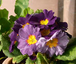 091230primula.jpg