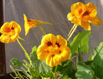 100102majus.jpg