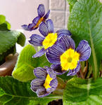 100104primula.jpg