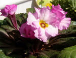 100222primula2.jpg