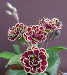 100401primula.jpg