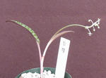 100402hakucho.jpg