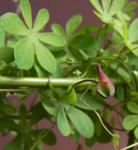 100404tenuirostre.jpg
