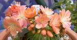 100407lewisia.jpg