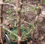 100508sessilifolium.2.jpg