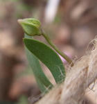 100508sessilifolium.jpg