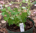 100508smithii3.jpg