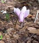 100823cyclamen.jpg