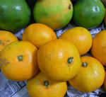 1010330mikan.jpg