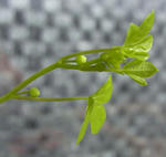 1010330argentinum.jpg