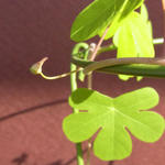 101106argen2.jpg