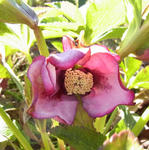 101119hellebo.jpg