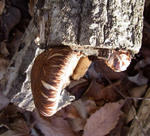 101121shiitake2.jpg