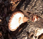 101121shiitake.jpg