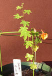101124smithii1001.jpg