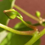 101127moritzianum2.jpg