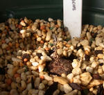 101128sessilifolium.jpg