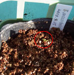 101130sessilifolium.jpg