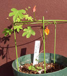 101203smithii.jpg