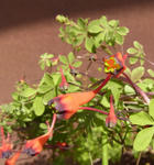 110122tricolor.jpg